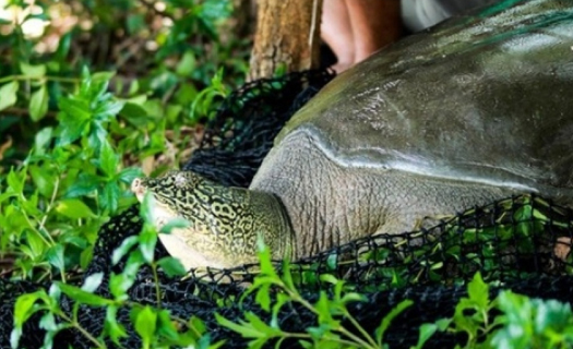 Còn bao nhiêu cá thể rùa Hoàn Kiếm trên thế giới và có cách nào để hồi sinh?